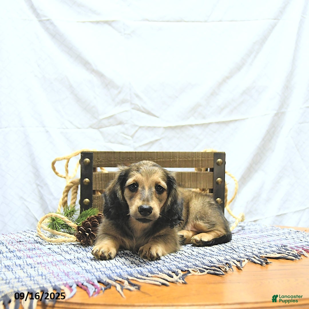 Miniature Dachshund dogs for sale: Fredrick - Ad 9