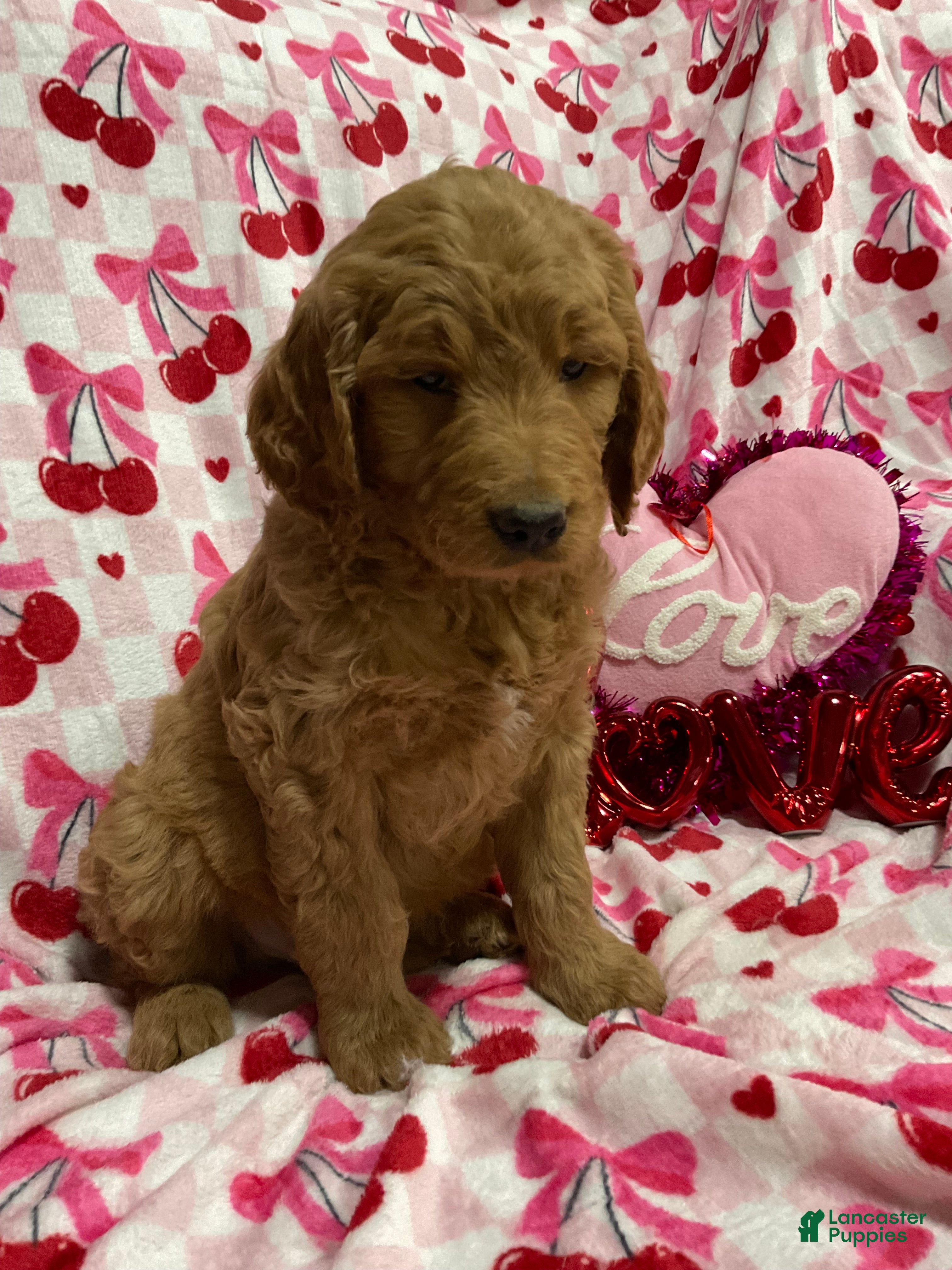 Goldendoodle dogs Clark - Ad 35
