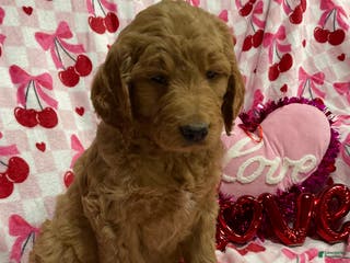 Goldendoodle dogs Clark - Ad 36