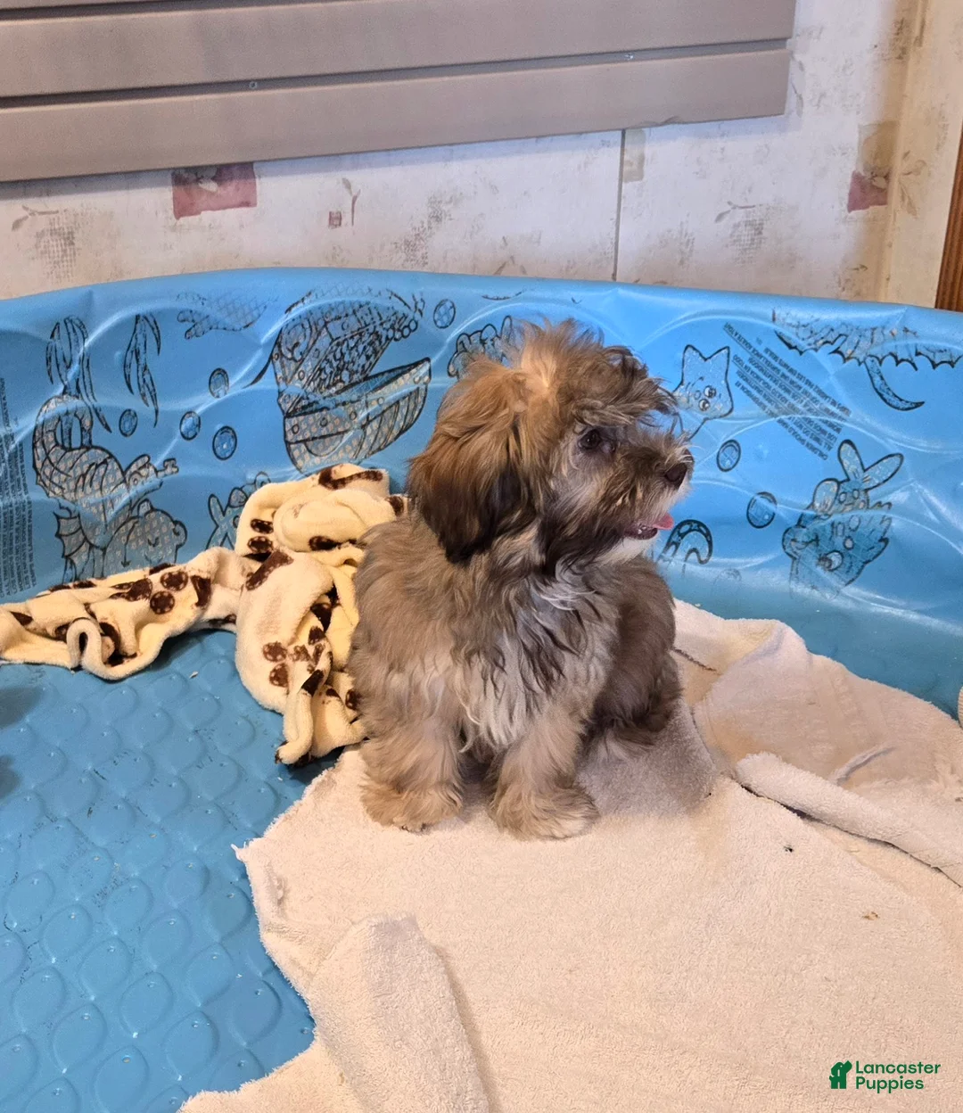 Havanese dogs for sale: Jill - Ad 7