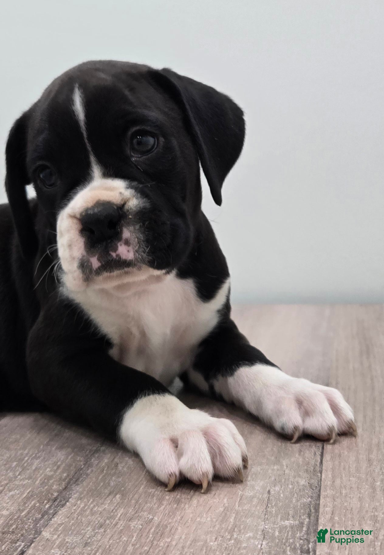 Boxer dogs Oreo - Ad 2