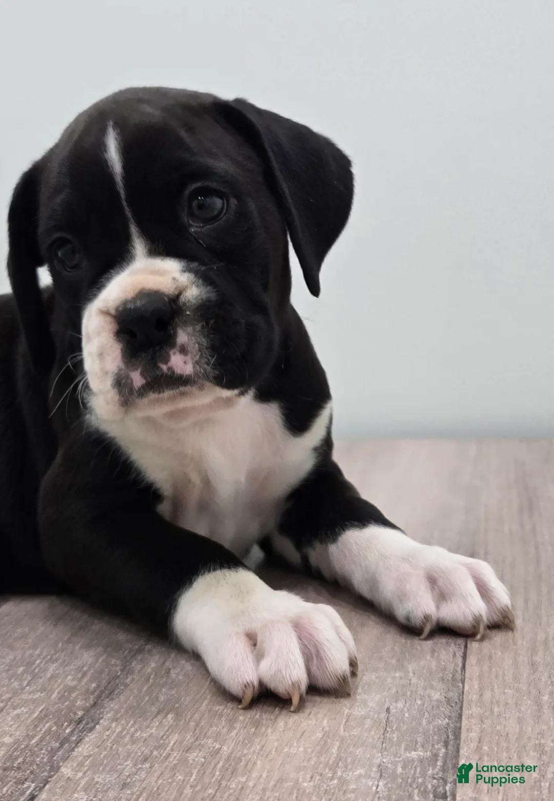 Boxer dogs for sale: Oreo - Ad 2