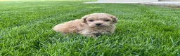 Miniature Poodle dogs for sale: Albert Miniature Poodle Puppy  - Ad 1