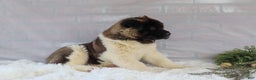 Akita dogs for sale: Rosa - Ad 6