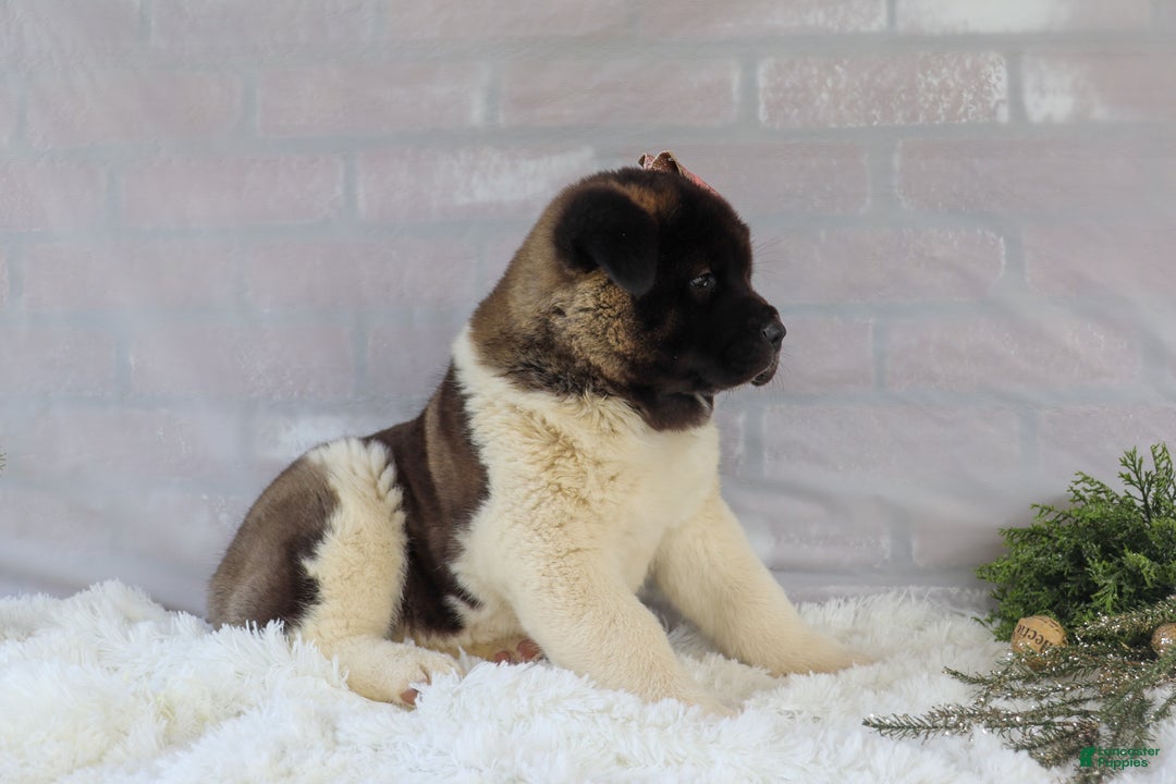 Akita dogs for sale: Rosa - Ad 6
