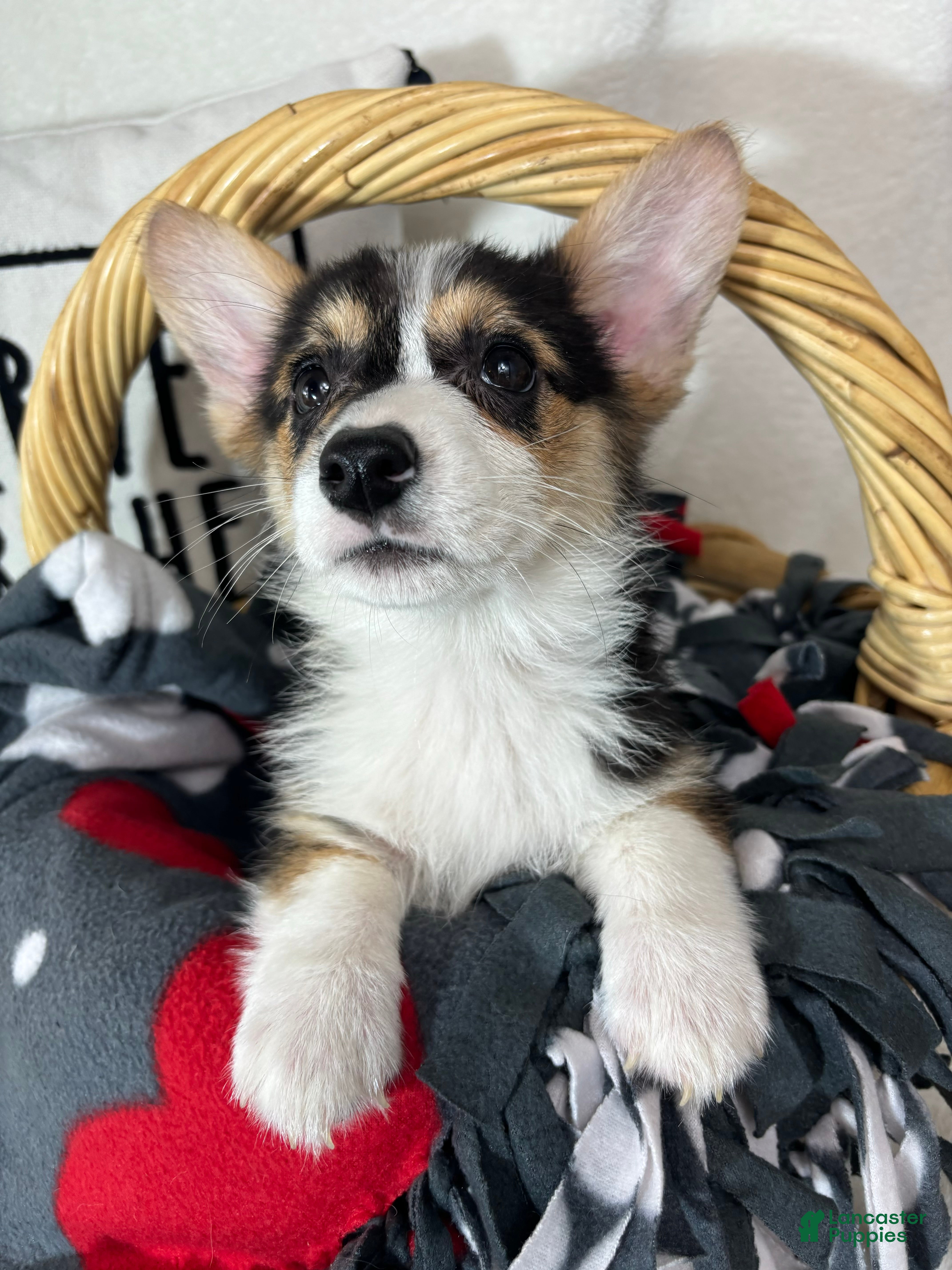 Welsh Corgi Pembroke dogs Carmen - Ad 31