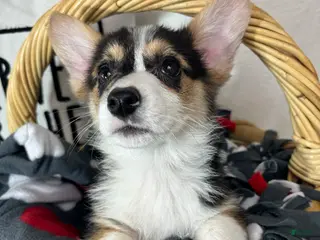Welsh Corgi Pembroke dogs Carmen - Ad 7