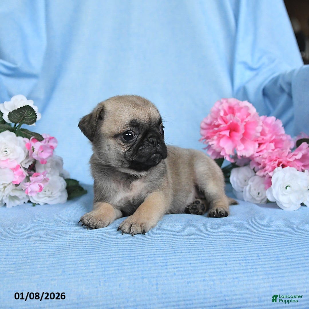 Pug dogs for sale: Tulip - Ad 4