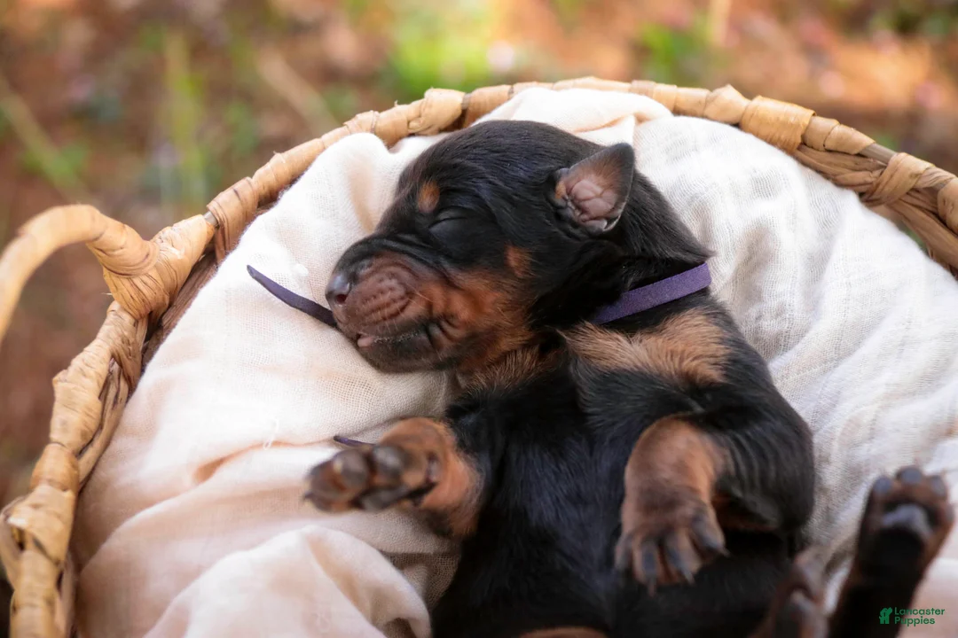 Doberman Pinscher dogs for sale: Elowen - Ad 2