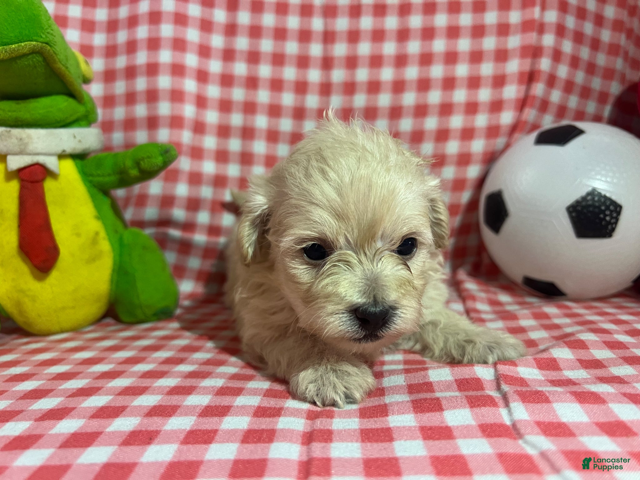 Maltipoo dogs Maltipoo Puppy 1 - Ad 5