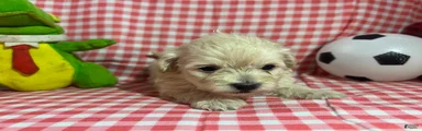 Maltipoo Puppy 1