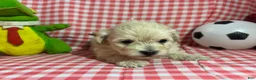 Maltipoo dogs for sale: Maltipoo Puppy 1 - Ad 1