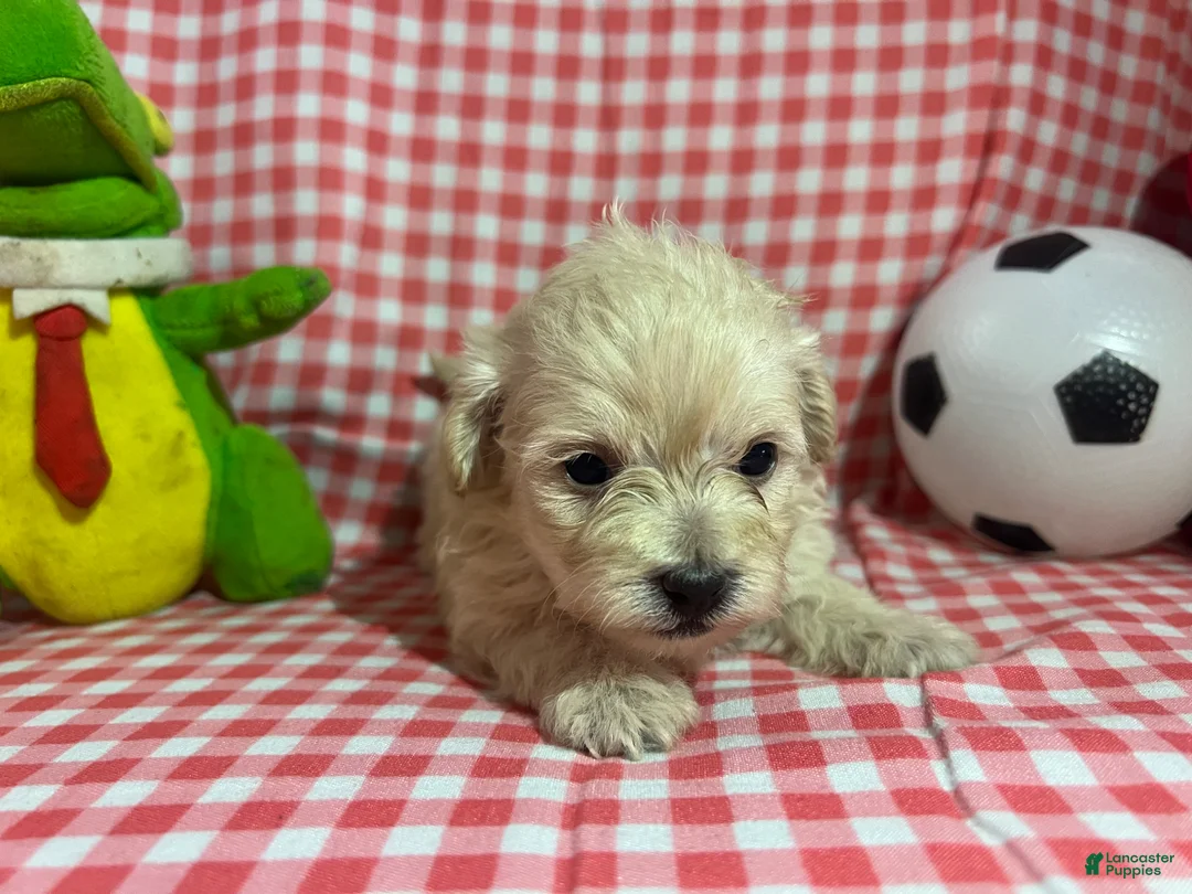 Maltipoo dogs for sale: Maltipoo Puppy 1 - Ad 1