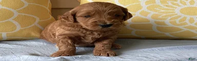 Mini Goldendoodle “Ollie”