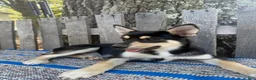 Pomsky dogs for sale: Zack - Ad 3