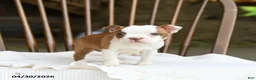 Boston Terrier dogs for sale: Tessa - Ad 1