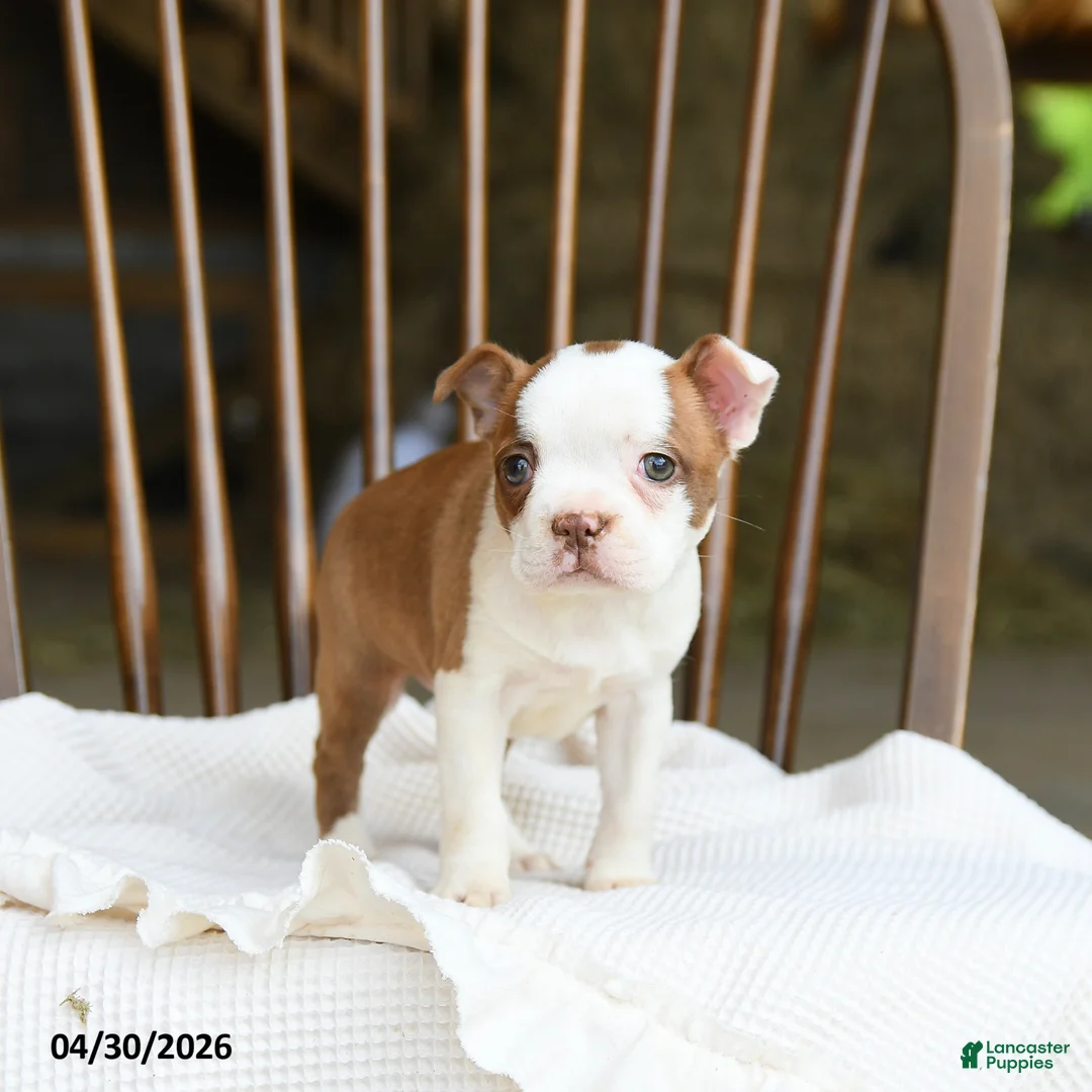 Boston Terrier dogs for sale: Tessa - Ad 1