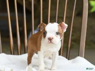 Boston Terrier dogs for sale: Tessa - Ad 2