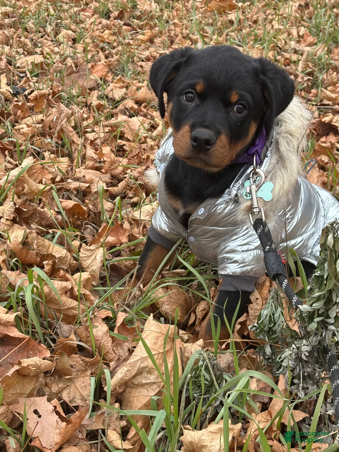 Rottweiler dogs for sale: Rottweiler Puppy 1 - Ad 1