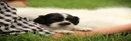 Cocker Spaniel dogs for sale: Hazel - Ad 7