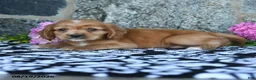 English Cocker Spaniel dogs for sale: Tommy - Ad 5