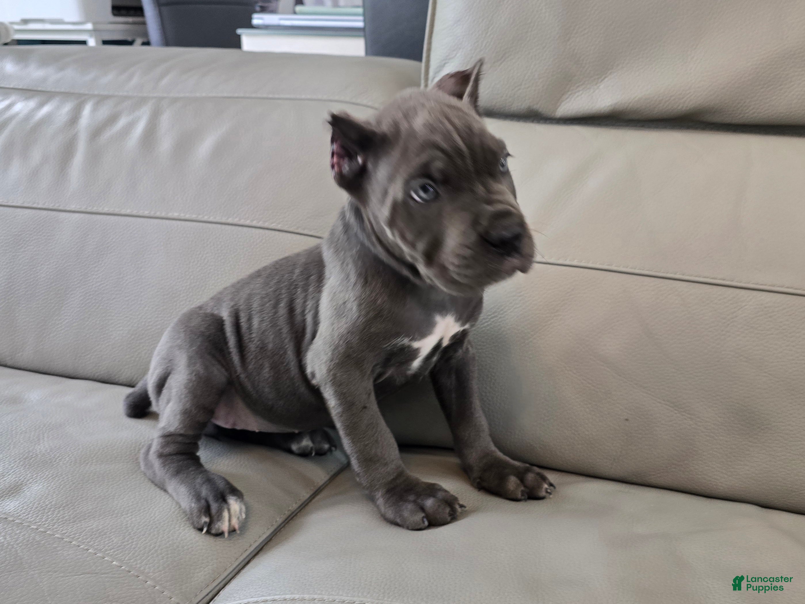 Cane Corso dogs Cane Corso 2 - Ad 1