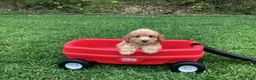 Mini Goldendoodle dogs for sale: River - Ad 4