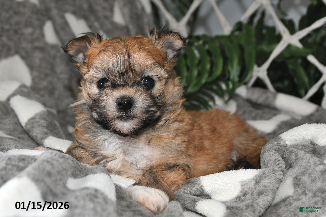 Havanese dogs for sale: Skye - Ad 4