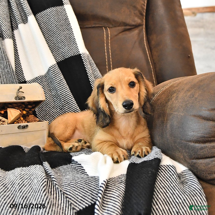 Miniature Dachshund dogs Willow - Ad 2