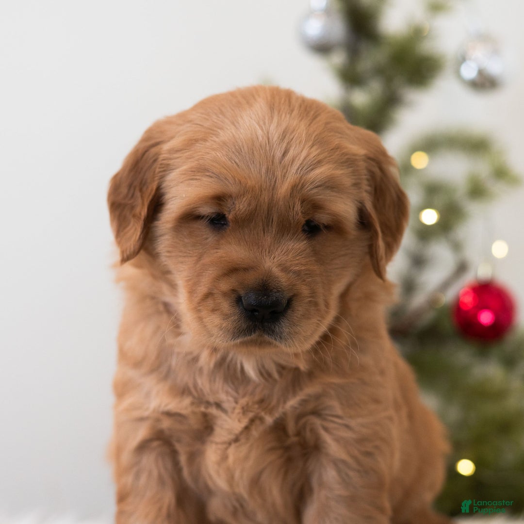 Golden Retriever dogs for sale: Holly  - Ad 5