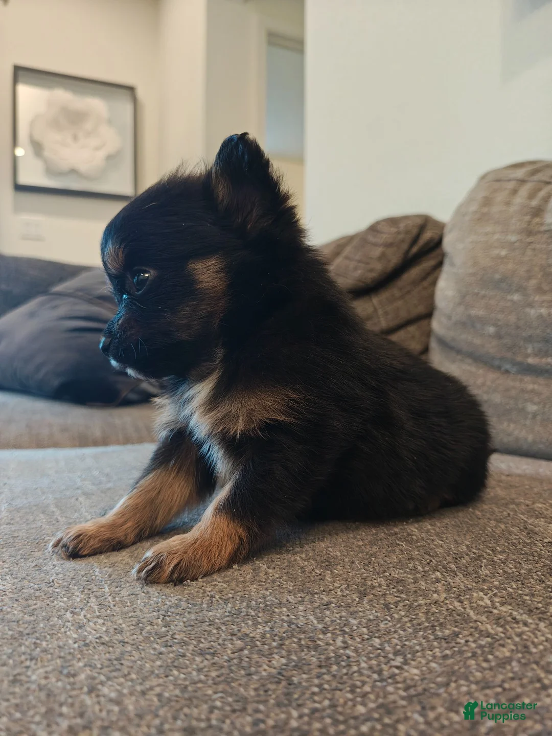 Pomeranian dogs for sale: Pomeranian 1 - Ad 2