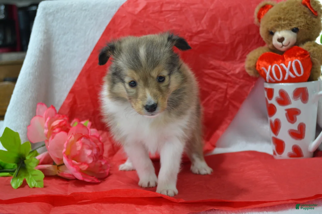 Shetland Sheepdog dogs for sale: Kalila - Ad 5