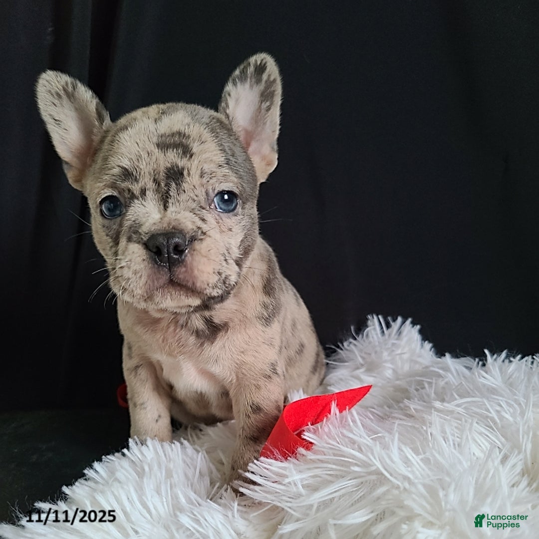 Frenchton dogs for sale: Pebbles - Ad 11