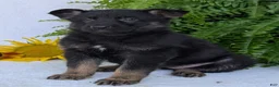 German Shepherd dogs for sale: Ivy - Ad 5