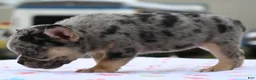 Mixed Breed dogs for sale: Cindy merle and tan  - Ad 5