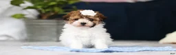Toy Poodle dogs for sale: Analee - Ad 7