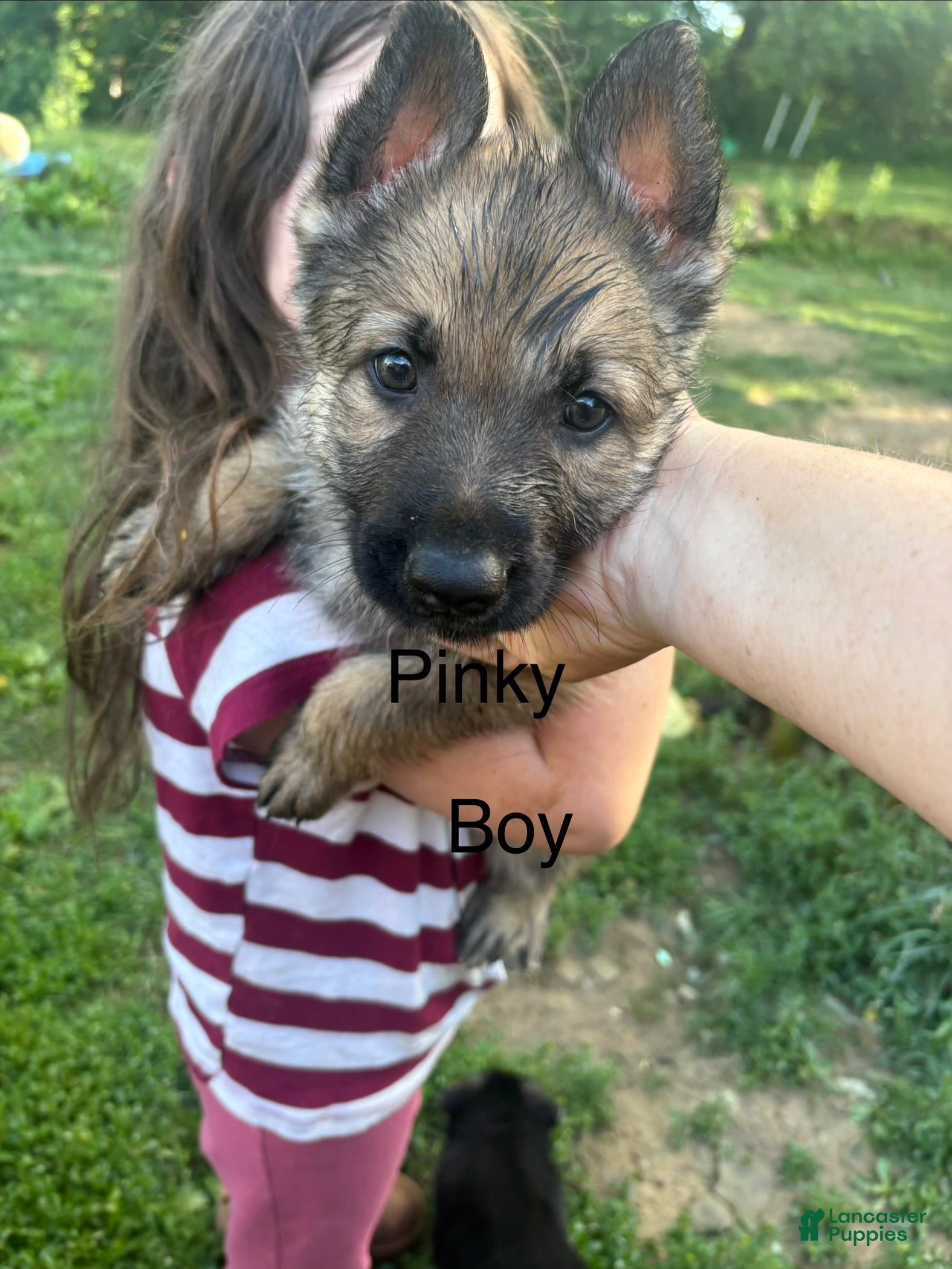 German Shepherd dogs Brain - Ad 2