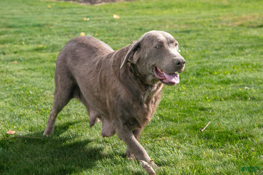 Labrador Retriever dogs for sale: Bubbles - Ad 4
