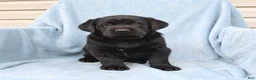Labrador Retriever dogs for sale: Shadow - Ad 1