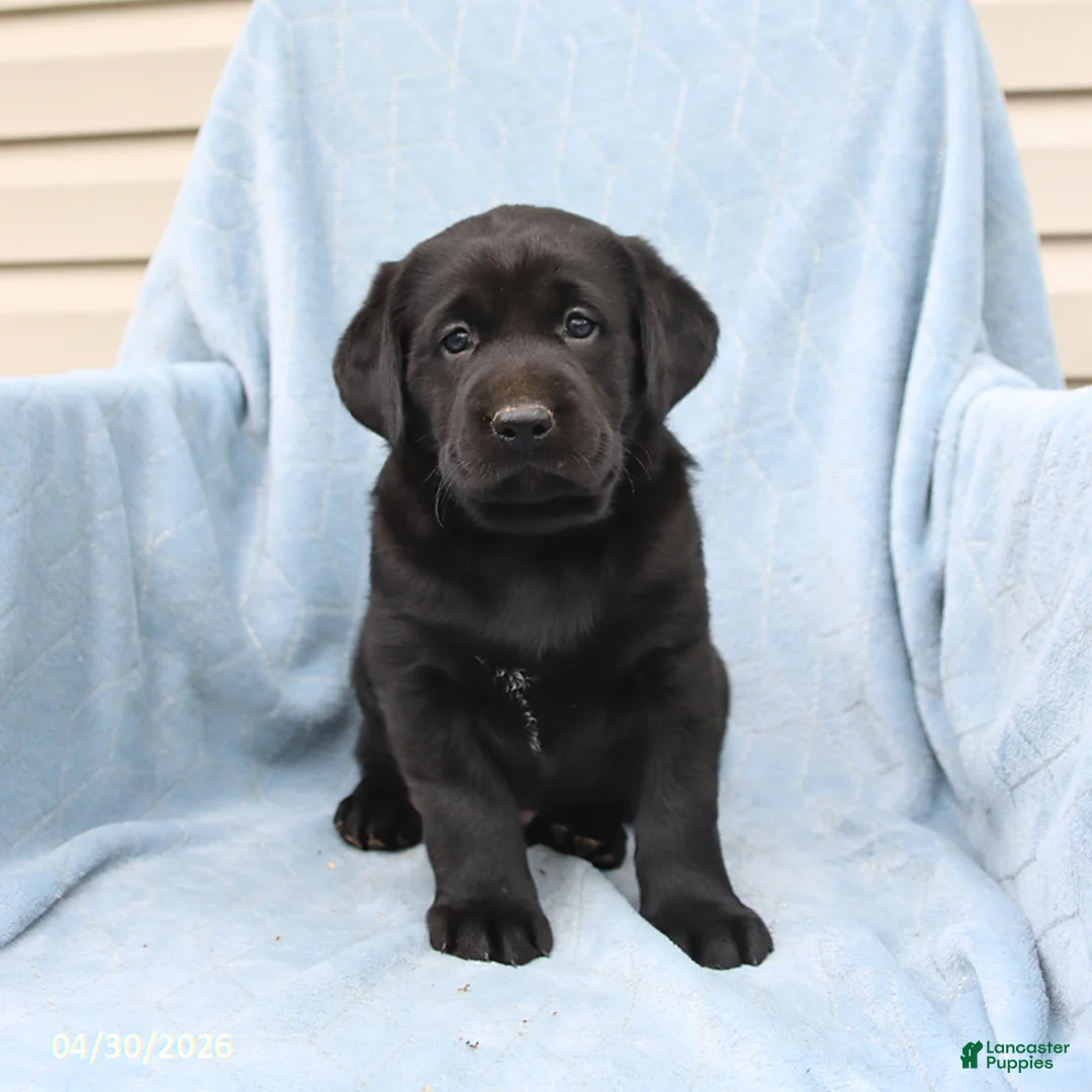 Labrador Retriever dogs for sale: Shadow - Ad 1