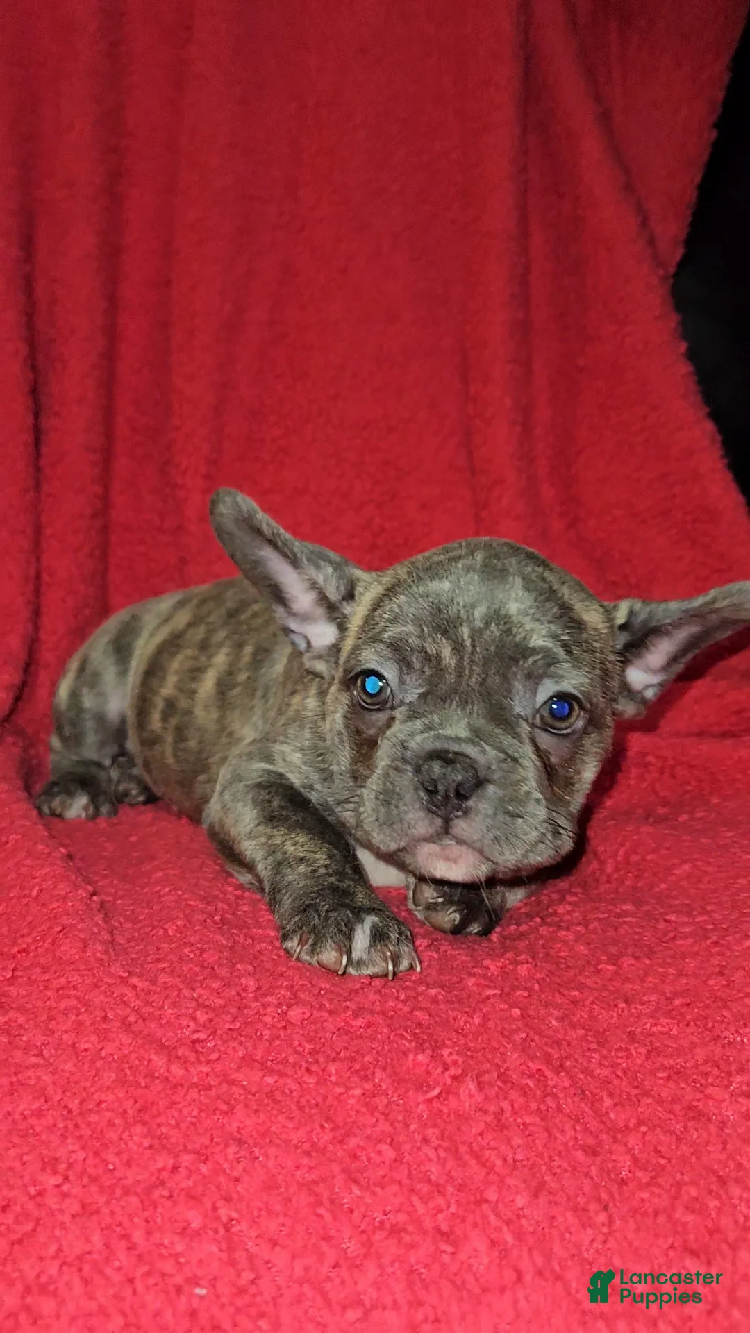 French Bulldog dogs for sale: French Bulldog Puppy 3 - Ad 2