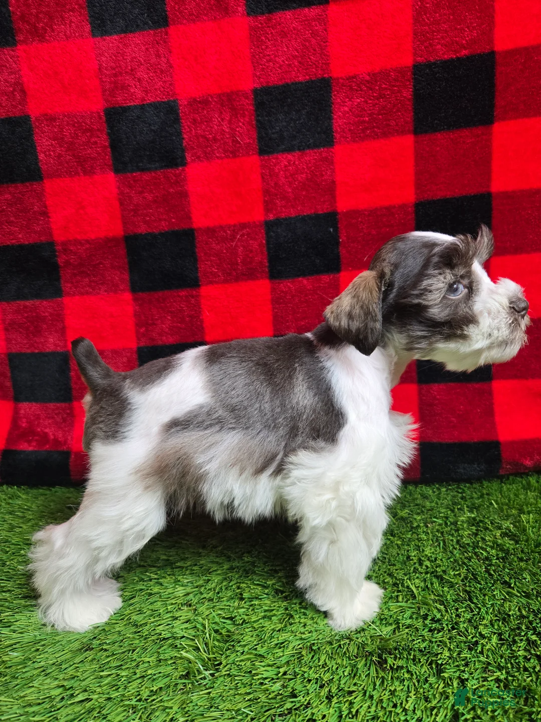 Miniature Schnauzer dogs for sale: Bruce - Ad 4