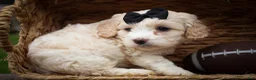Cavachon dogs for sale: Houston🐾💙 - Ad 11
