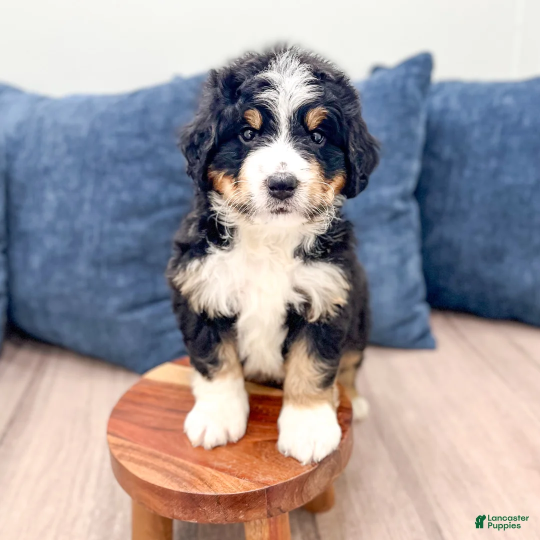 Mini Bernedoodle dogs for sale: Jimmy - Ad 1
