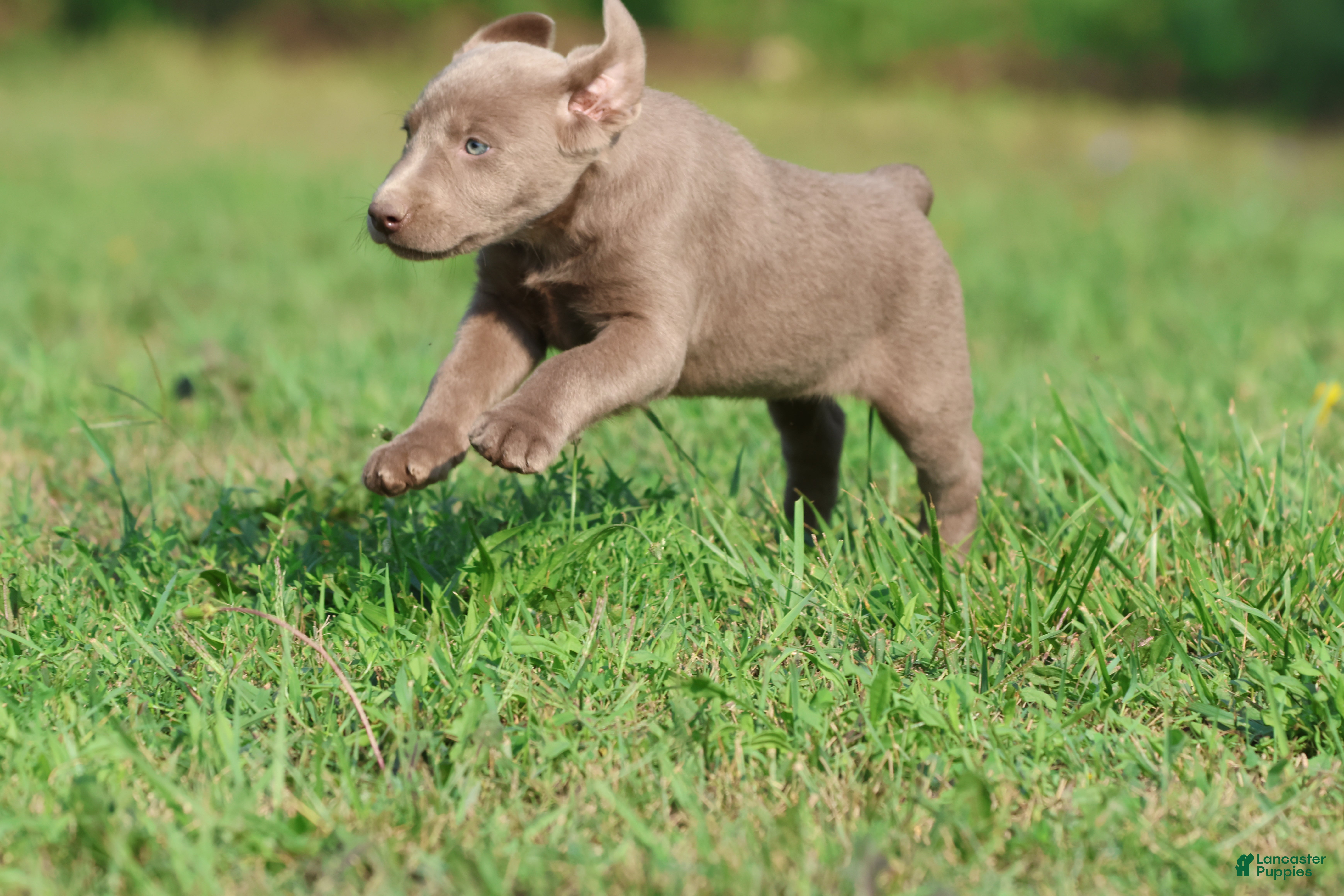 Labrador Retriever dogs Dance  - Ad 2