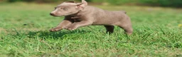 Labrador Retriever dogs for sale: Dance  - Ad 2