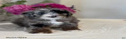 Mini Sheepadoodle dogs for sale: Bella   - Ad 7