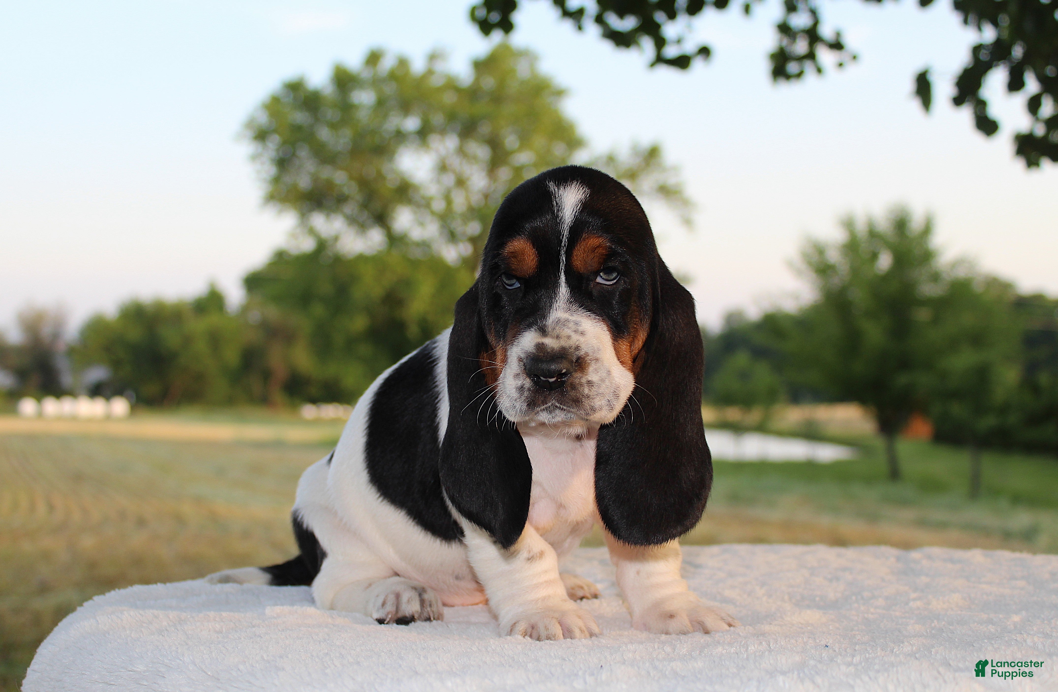 Basset Hound dogs Bailey - Ad 1