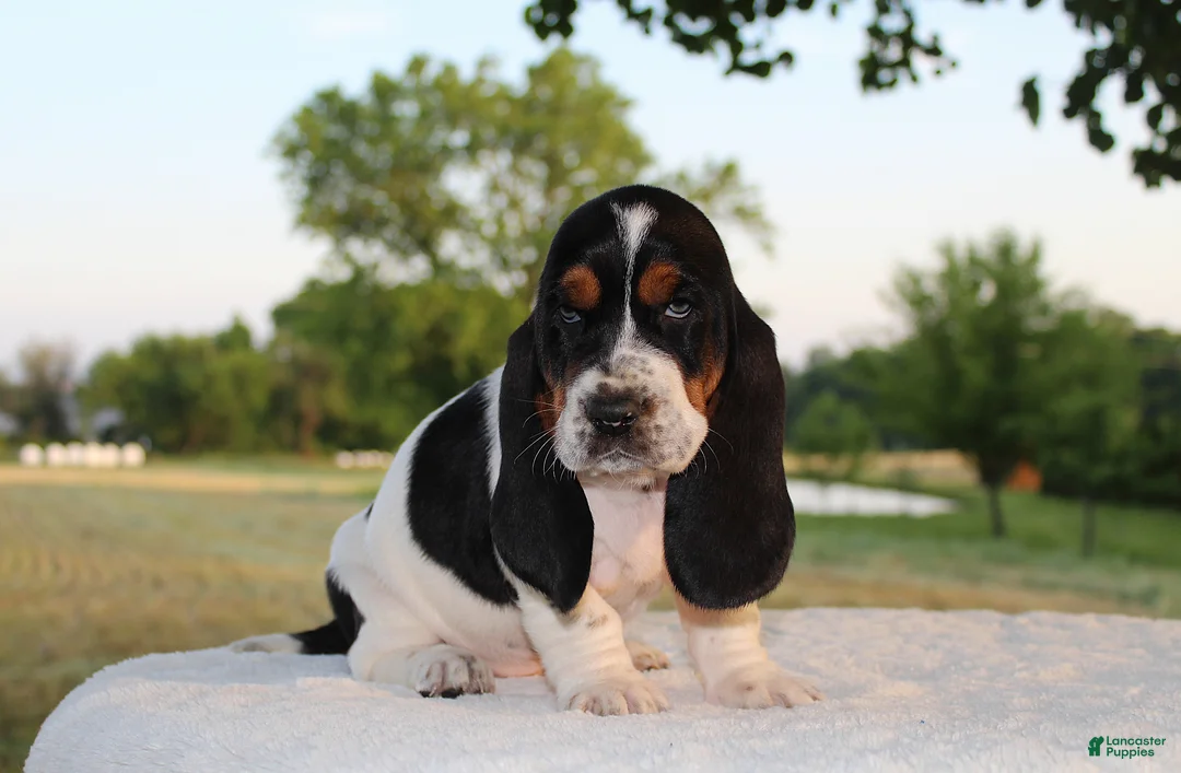 Basset Hound dogs for sale: Bailey - Ad 1