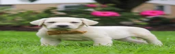 Labrador Retriever dogs for sale: Bernie - Ad 6